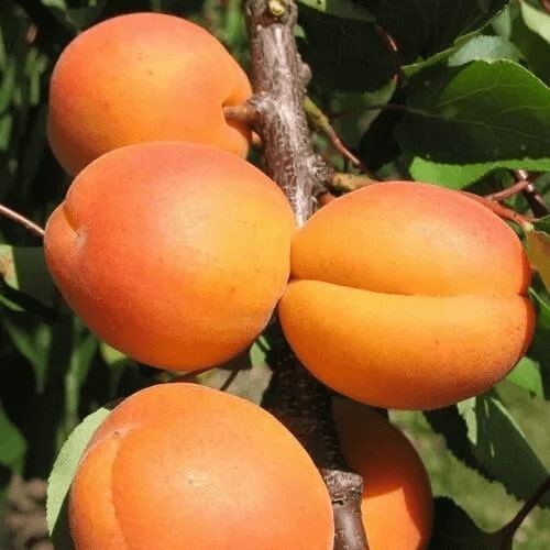 Особенности саженцев абрикоса