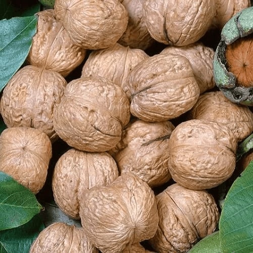 Характеристики урожайности грецкого ореха